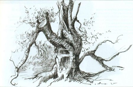 Зарисовка дерева