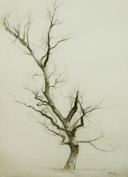 Дерево арт карандашом