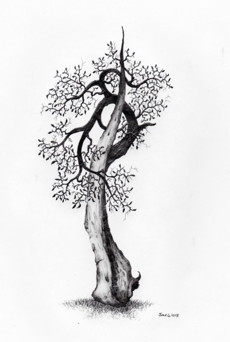 Дерево рисунки