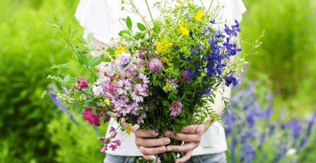 Полевые цветы в руках