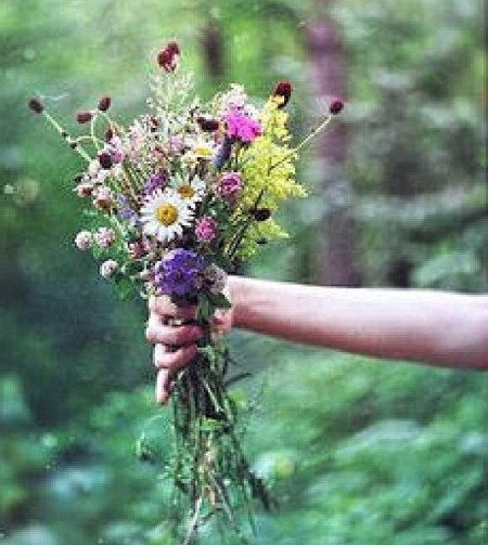 Полевые цветы в руках