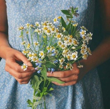 Букет ромашек в руках девушки