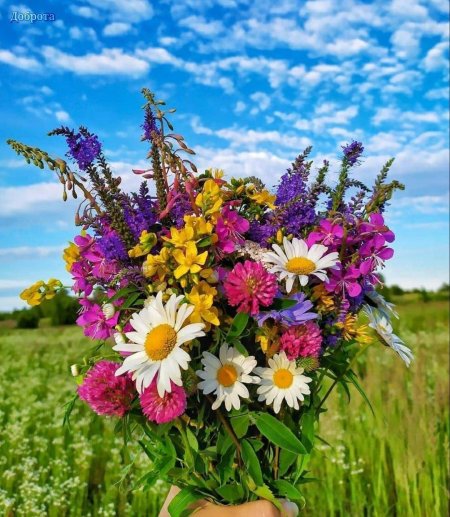 Цветок полевой