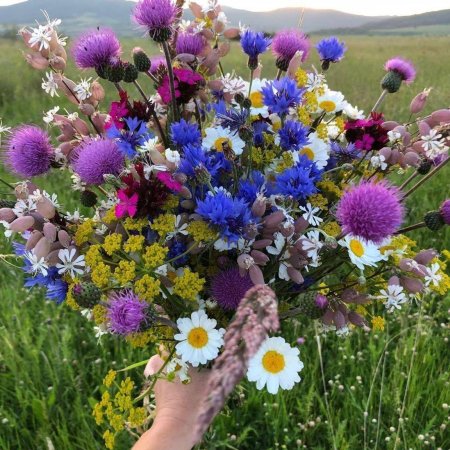 Полевые цветы букет