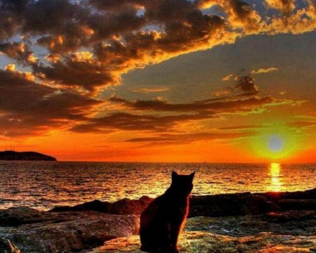 Кот на закате