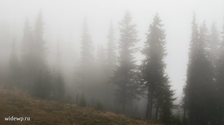 Лес туманный
