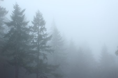 Хвойный лес в тумане