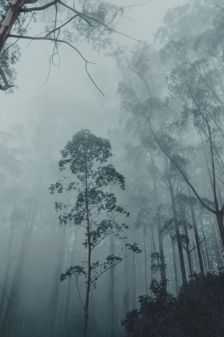 Misty forest