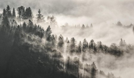 Туманный лес к