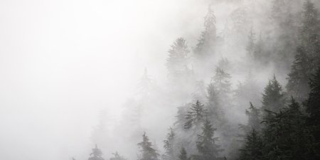 Фон туманный лес