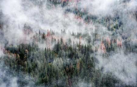 Лесные пожары в сибири