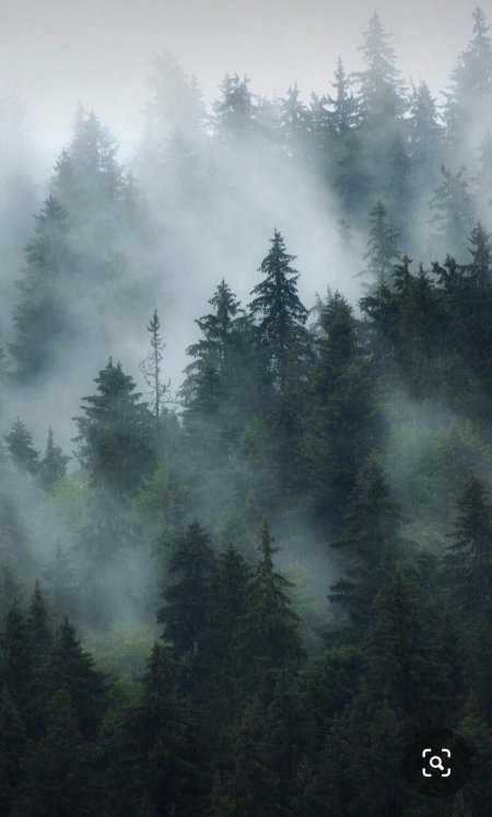 Туманные леса
