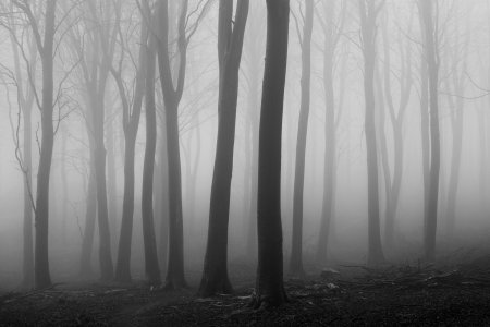 Серый лес ри гува