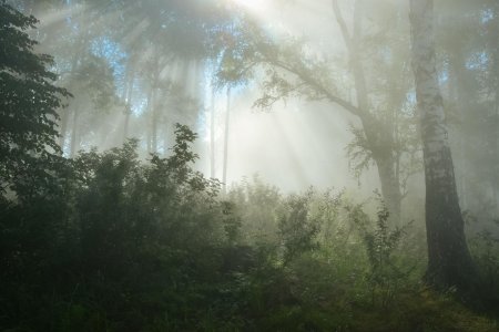 Туман в лесу