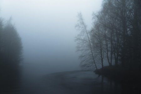 Ночной лес в тумане