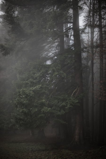 Foggy forest