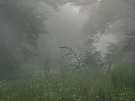 Ядовитый туман