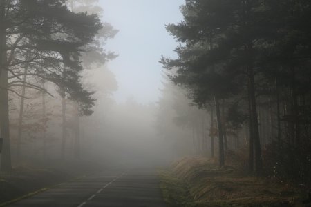 Туман в лесу