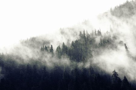 Лес в тумане