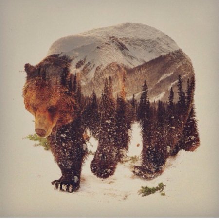 Медведь лес