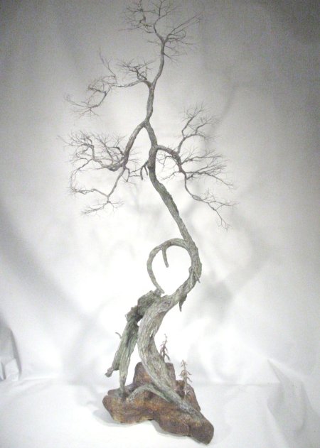 Tree bonsai
