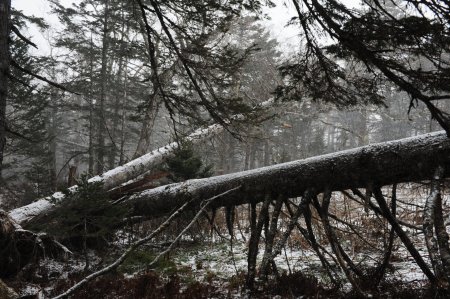 Поваленное дерево в лесу