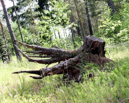 Поваленное дерево в лесу