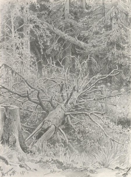 Шишкин иван иванович бурелом