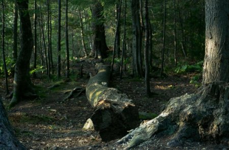 Пейзаж с поваленными деревьями