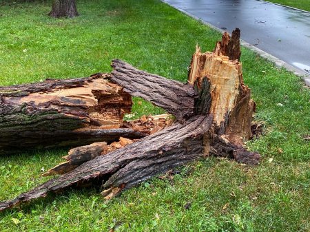 Сломанное дерево