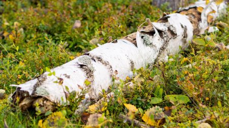 Береза в лесу