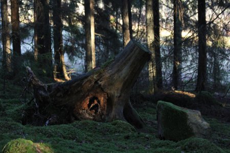 Поваленное дерево в лесу