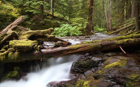 Река в лесу