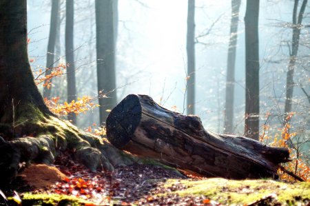 Осенний лес