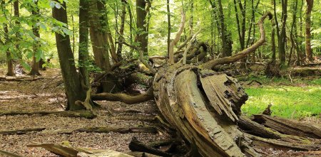 Поваленное дерево в лесу