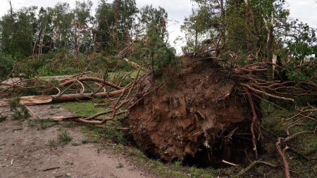 Доисторическое дерево сломанное