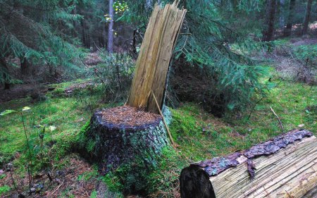 Пень в лесу