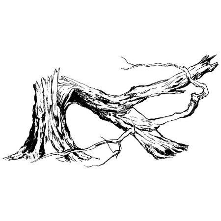 Дерево набросок