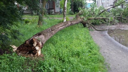 Дерево деревья