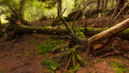 Поваленное дерево