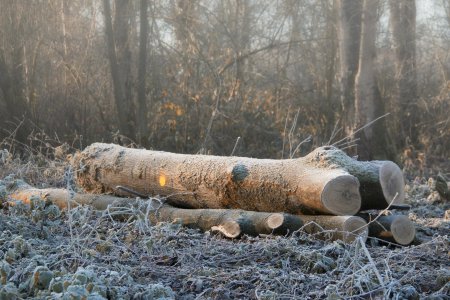 Незаконная рубка лесных насаждений