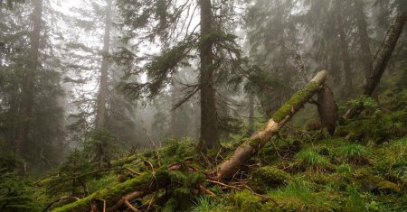 Таежный бурелом