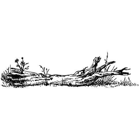 Поваленное дерево рисунок