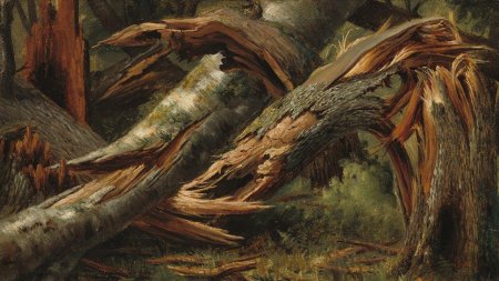 Шишкин бурелом