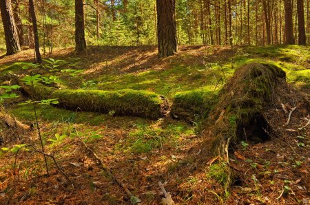 Кунашир замшелый лес