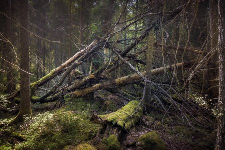 Глухая тайга бурелом