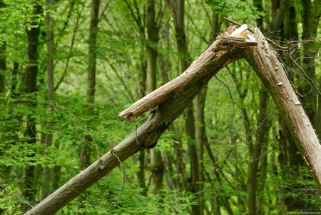 Сломанное дерево