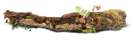 Мох на коряге