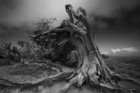 Страшное дерево