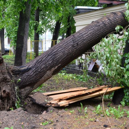 Сломанное дерево